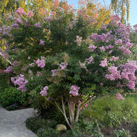 Muskogee Crape Myrtle Tree