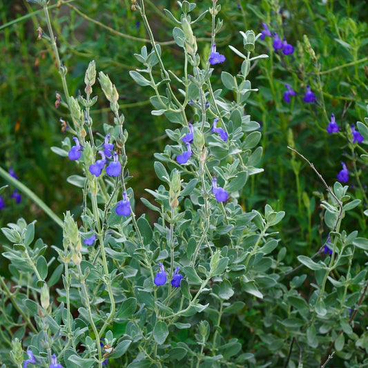 Germander Sage shrub