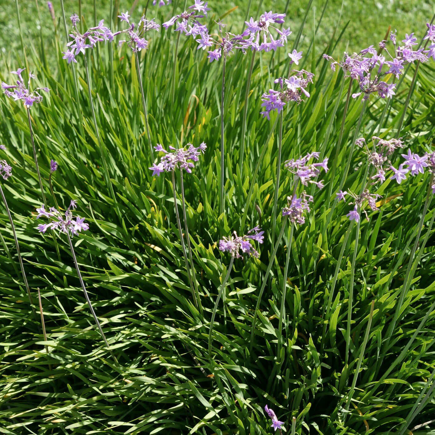 Green Society Garlic (7898261061887)
