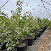 25 Gallon Hass Avocado Tree
