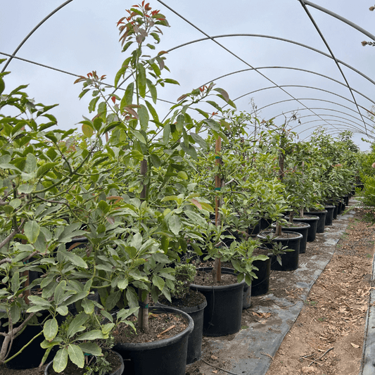 25 Gallon Hass Avocado Tree