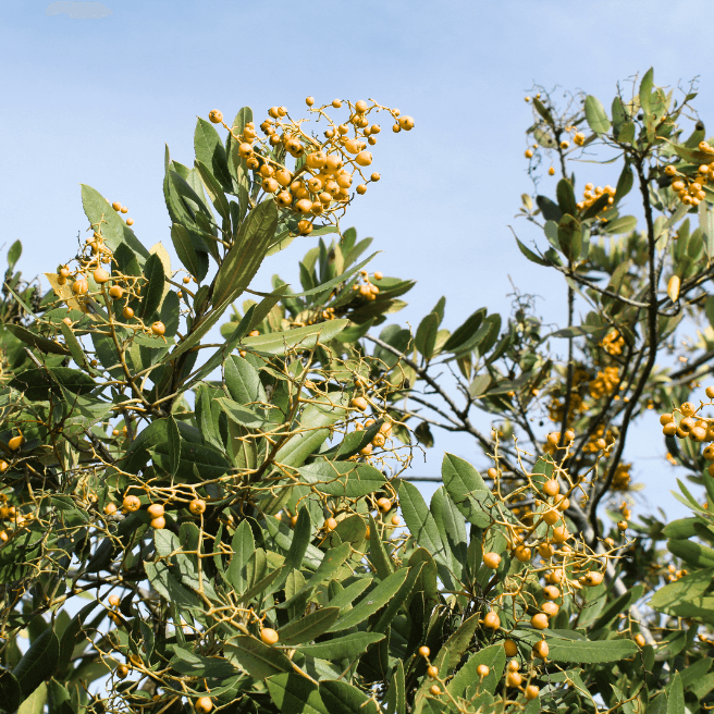 Heteromeles arbutifolia 'Davis Gold'