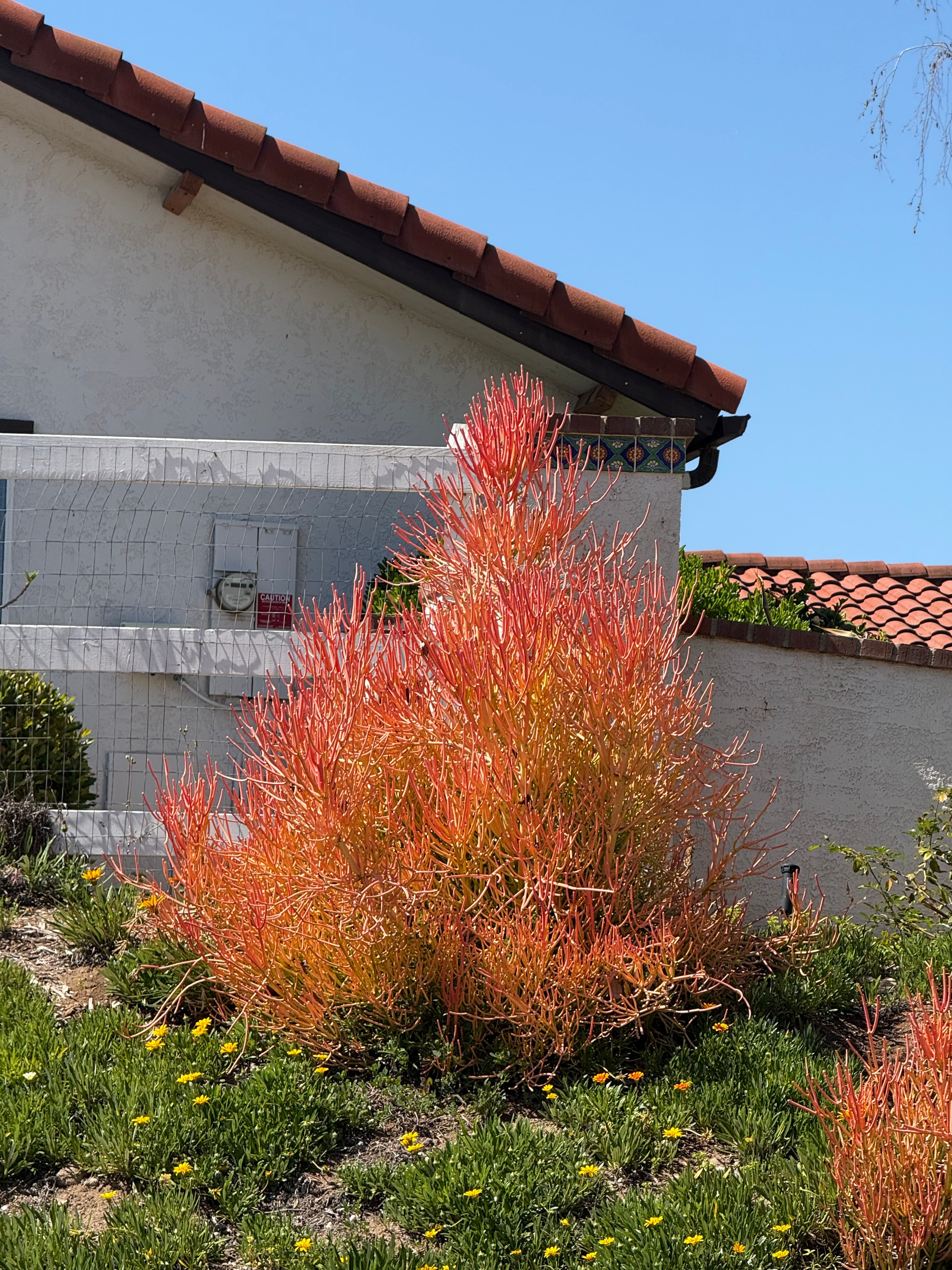 pencil cactus look alike Firestick Plant (Euphorbia tirucalli 'Sticks on Fire') – Plants Express