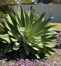 Foxtail Agave
