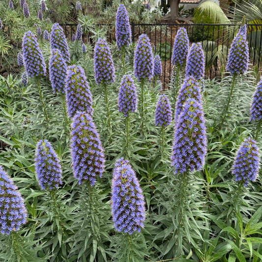 Pride of Madeira