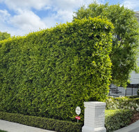 Indian Laurel