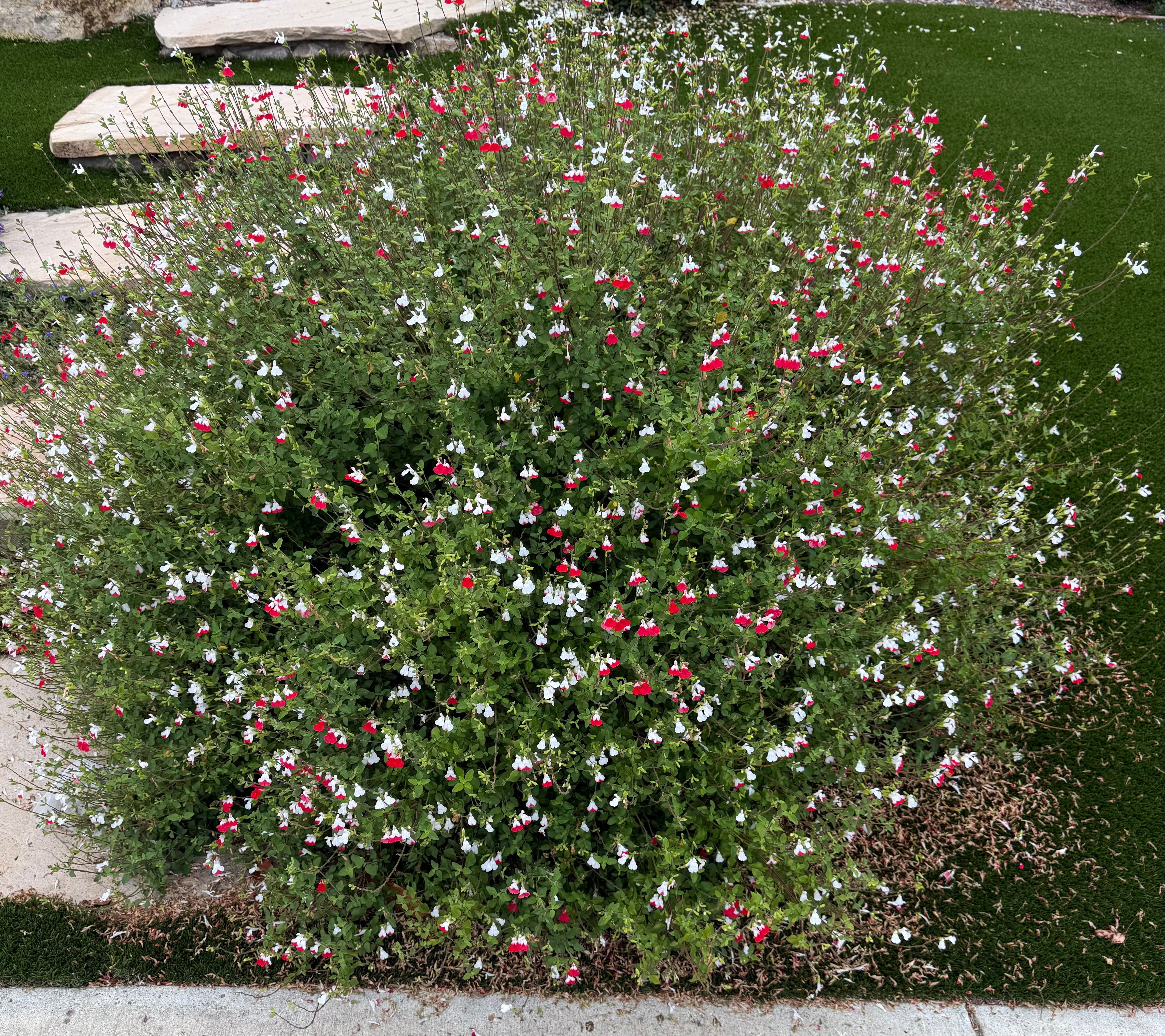 hot lips plant seeds Hot Lips Sage