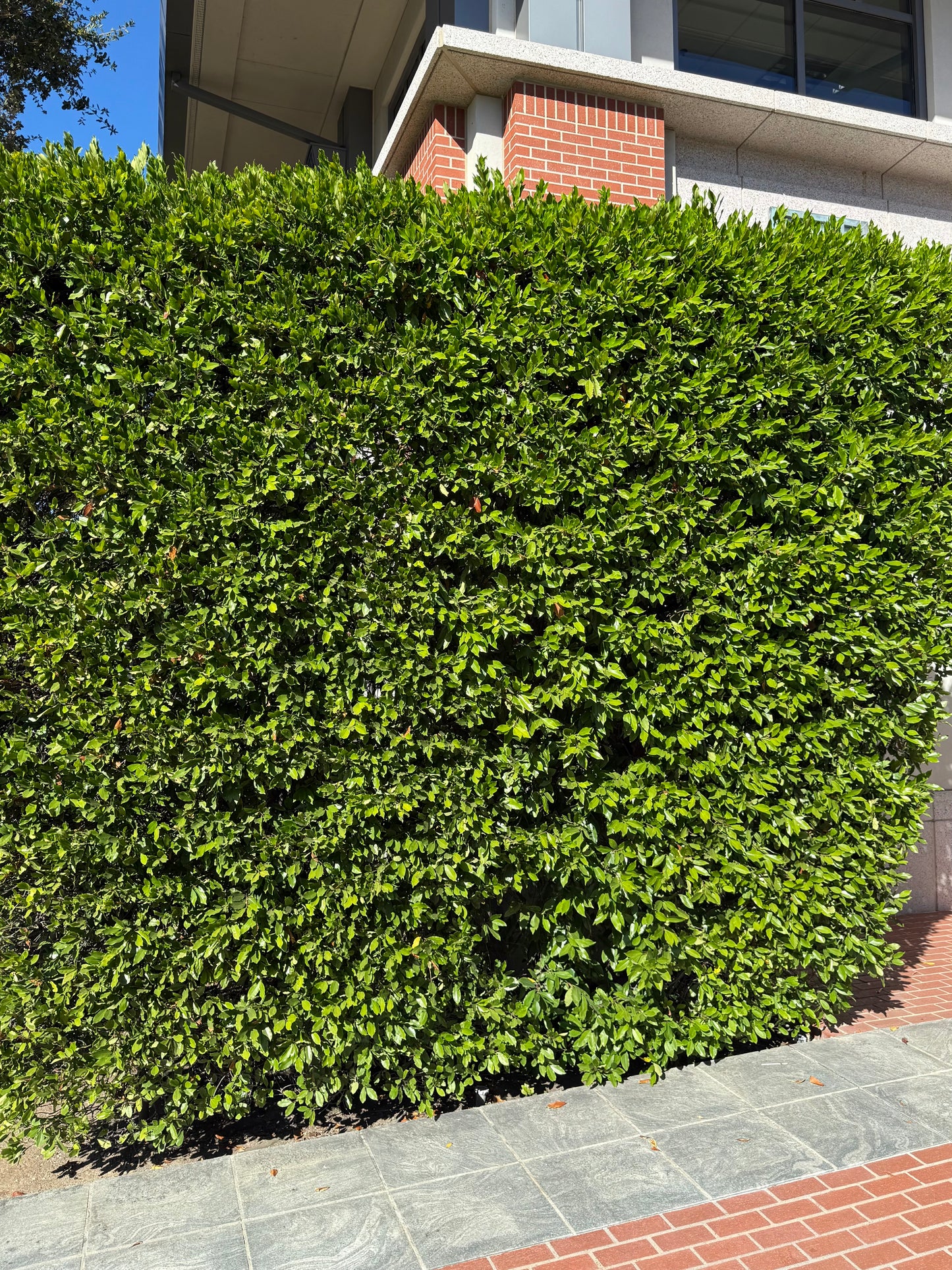 Carolina Cherry Laurel