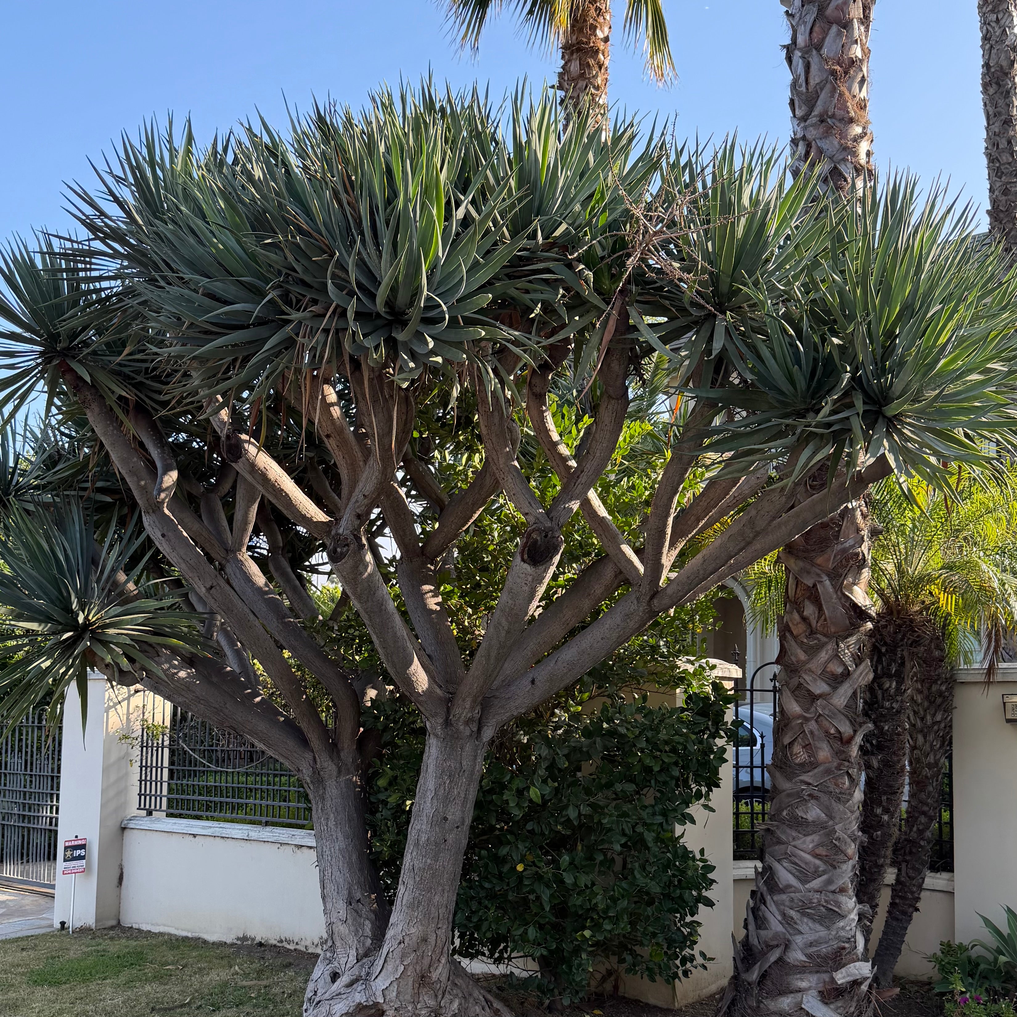Canary Islands Dragon Tree (Dracaena draco) – Plants Express