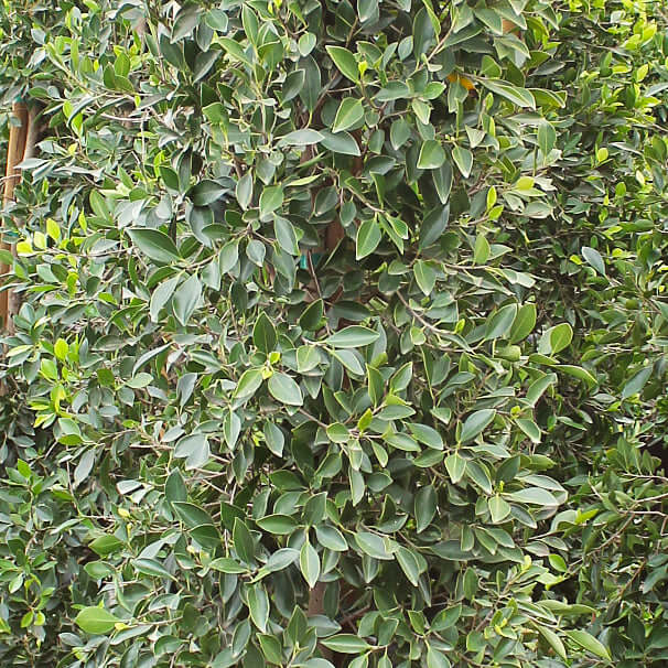 Indian Laurel Columns (7823950381311)