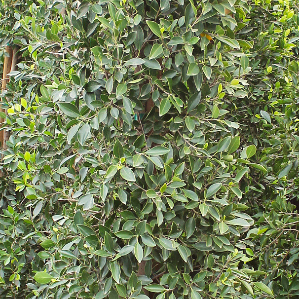 Ficus nitida Columns (7823950381311)