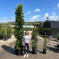 Indian Laurel