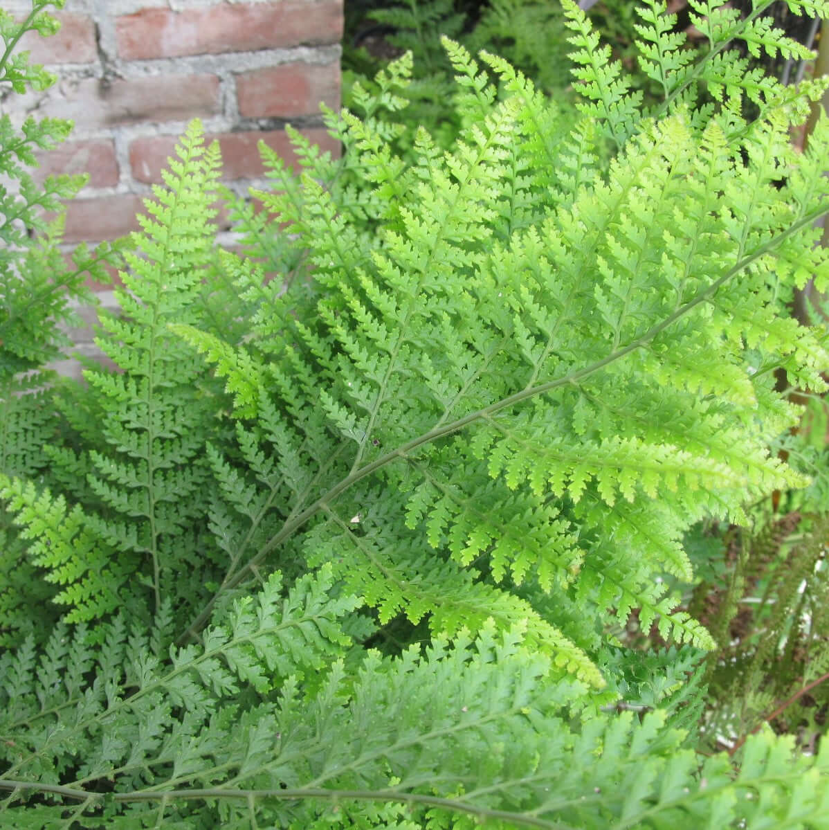 succulent fern 5 Gal. Lace Fern (Microlepia strigosa)