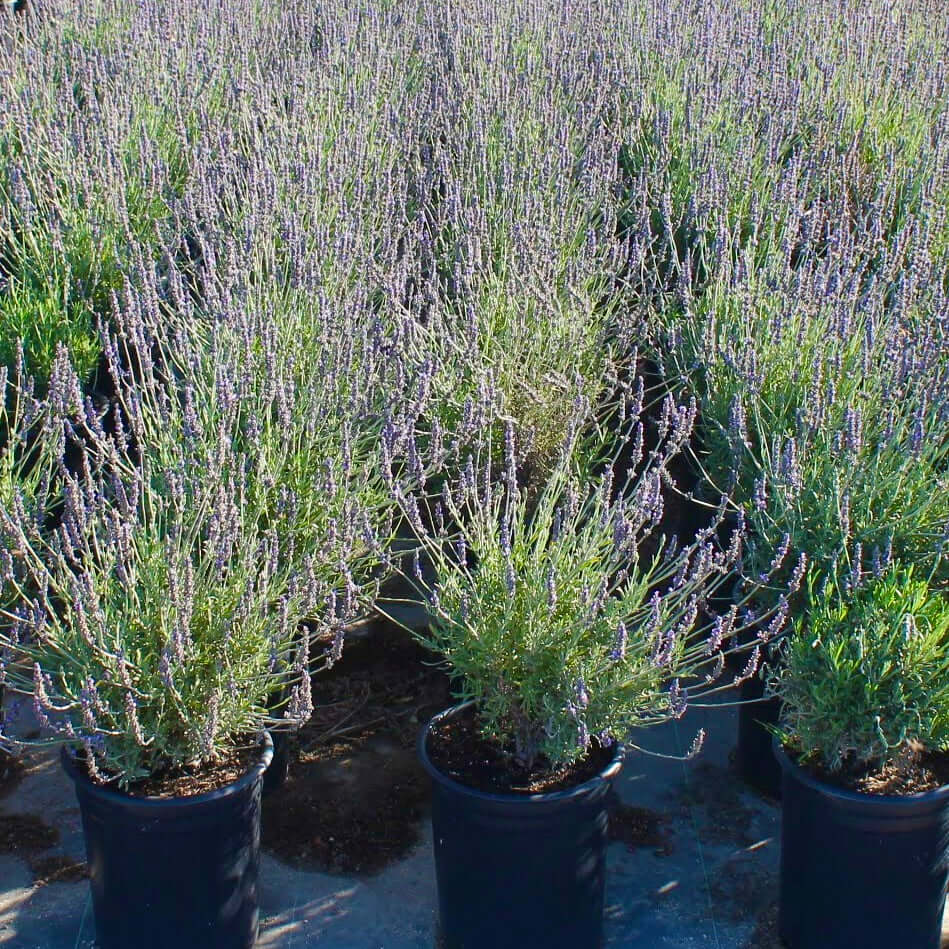tallest lavender plant Sweet Lavender 4-Pack (Lavandula x heterophylla) - 1 Gal