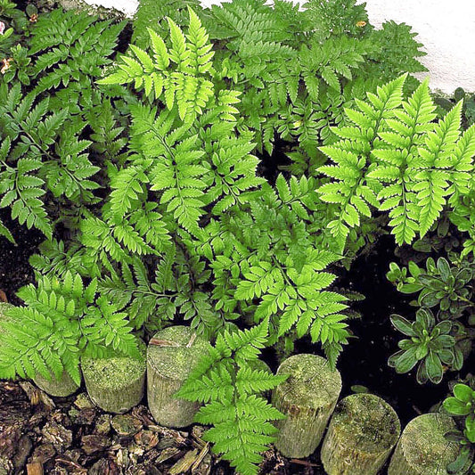 Rumohra adiantiformis