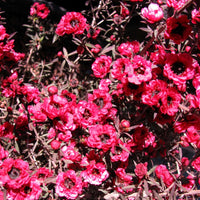 Ruby Glow New Zealand Tea Tree Close-Up Red Flowers Blooming, Deer Resistant