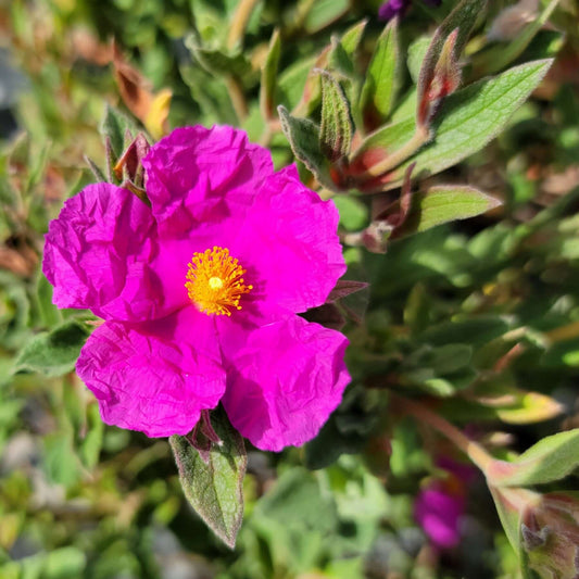 Magenta Rock Rose (7823949824255)