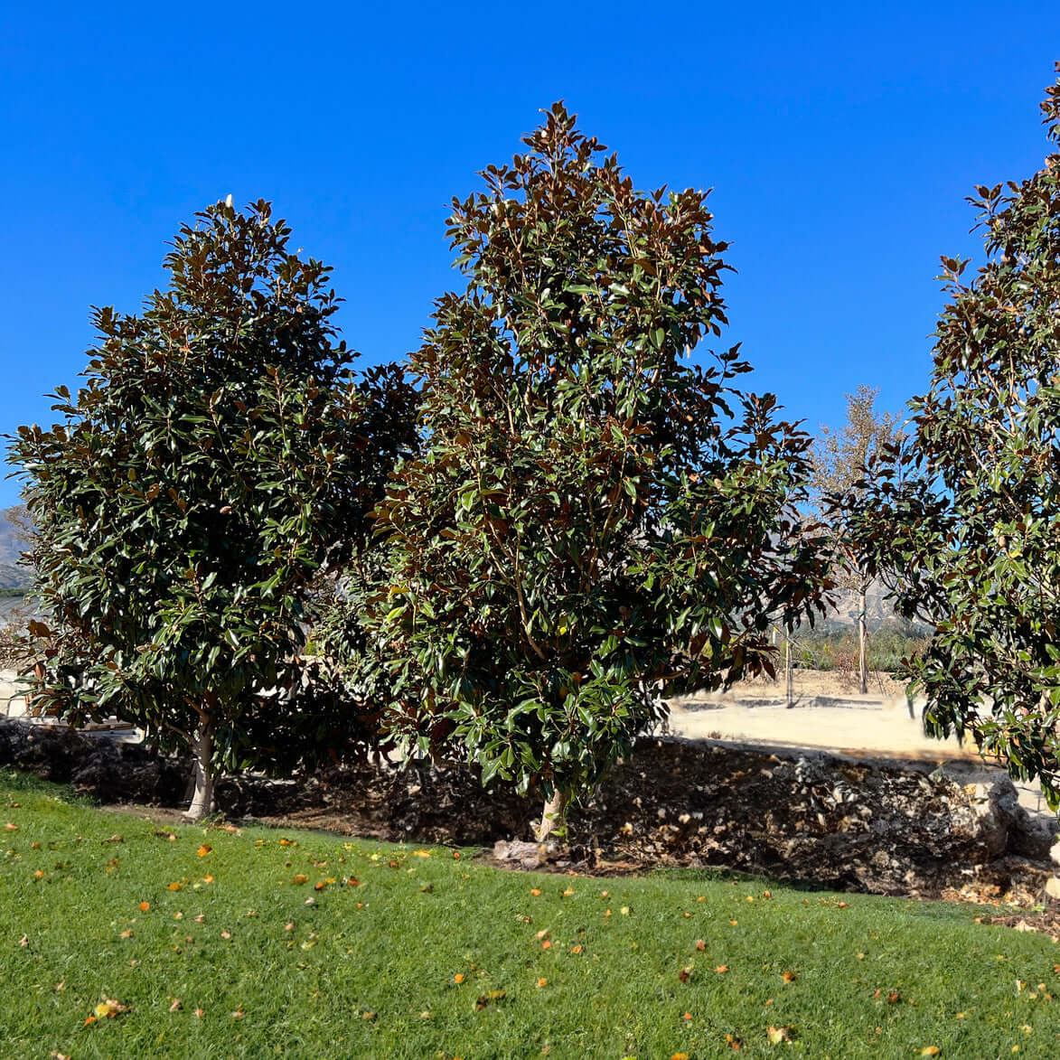 Magnolia grandiflora Kay Parris trees in a landscape with lawn