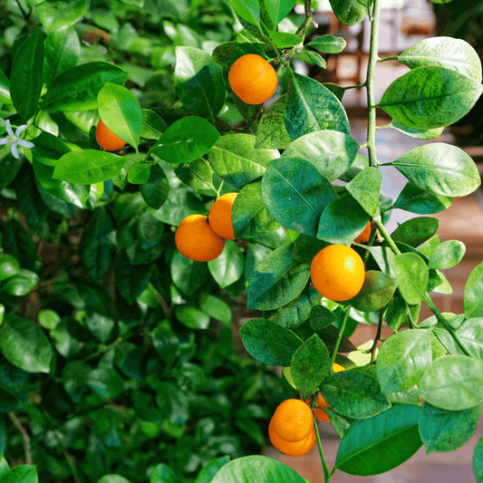 Owari Satsuma Mandarin Tree