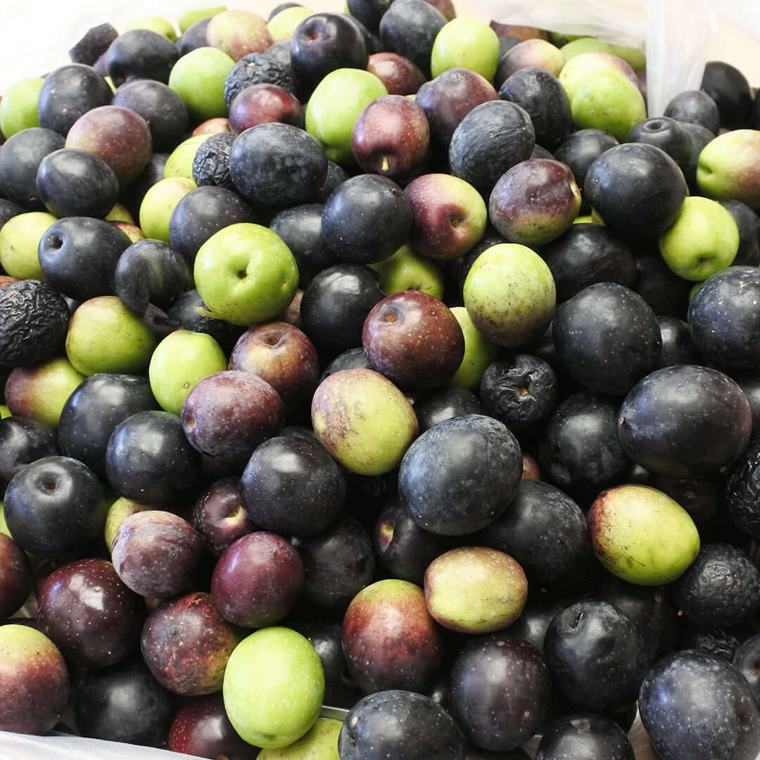 Manzanillo Olive Tree (7899133018367)