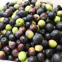 Manzanillo Olive Tree (7899133018367)