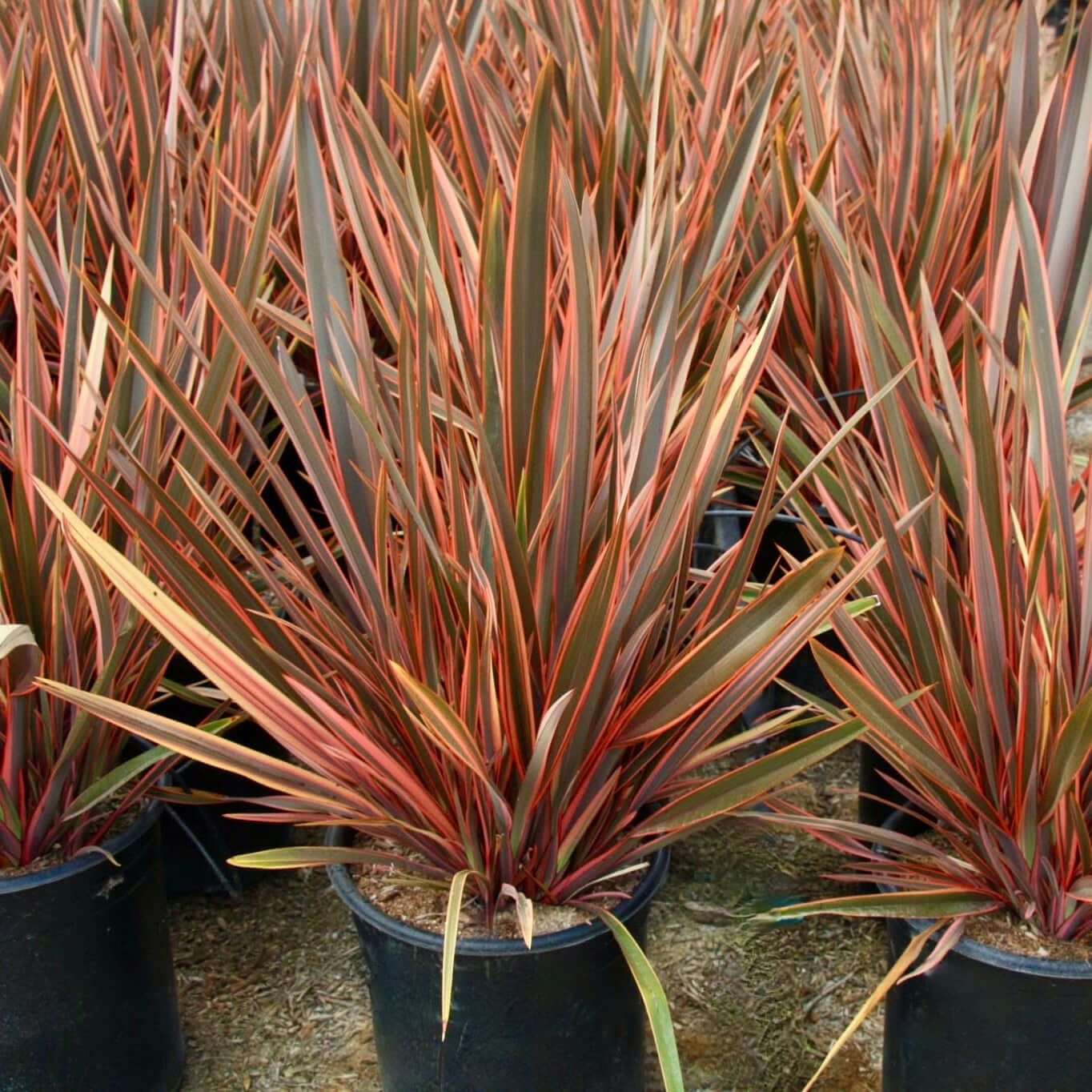 new zealand house plant Maori Queen New Zealand Flax Desert