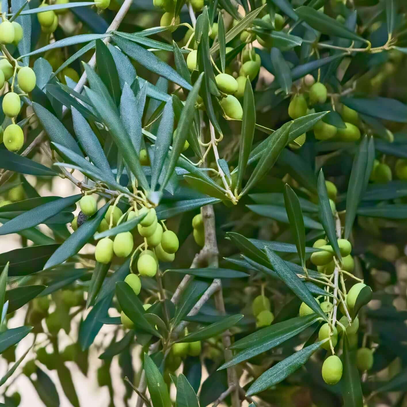 Mission Fruiting Olive Trees