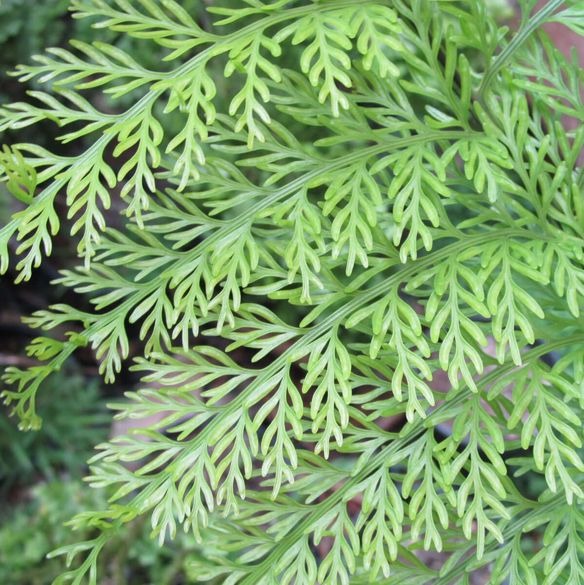 Asplenium bulbiferum