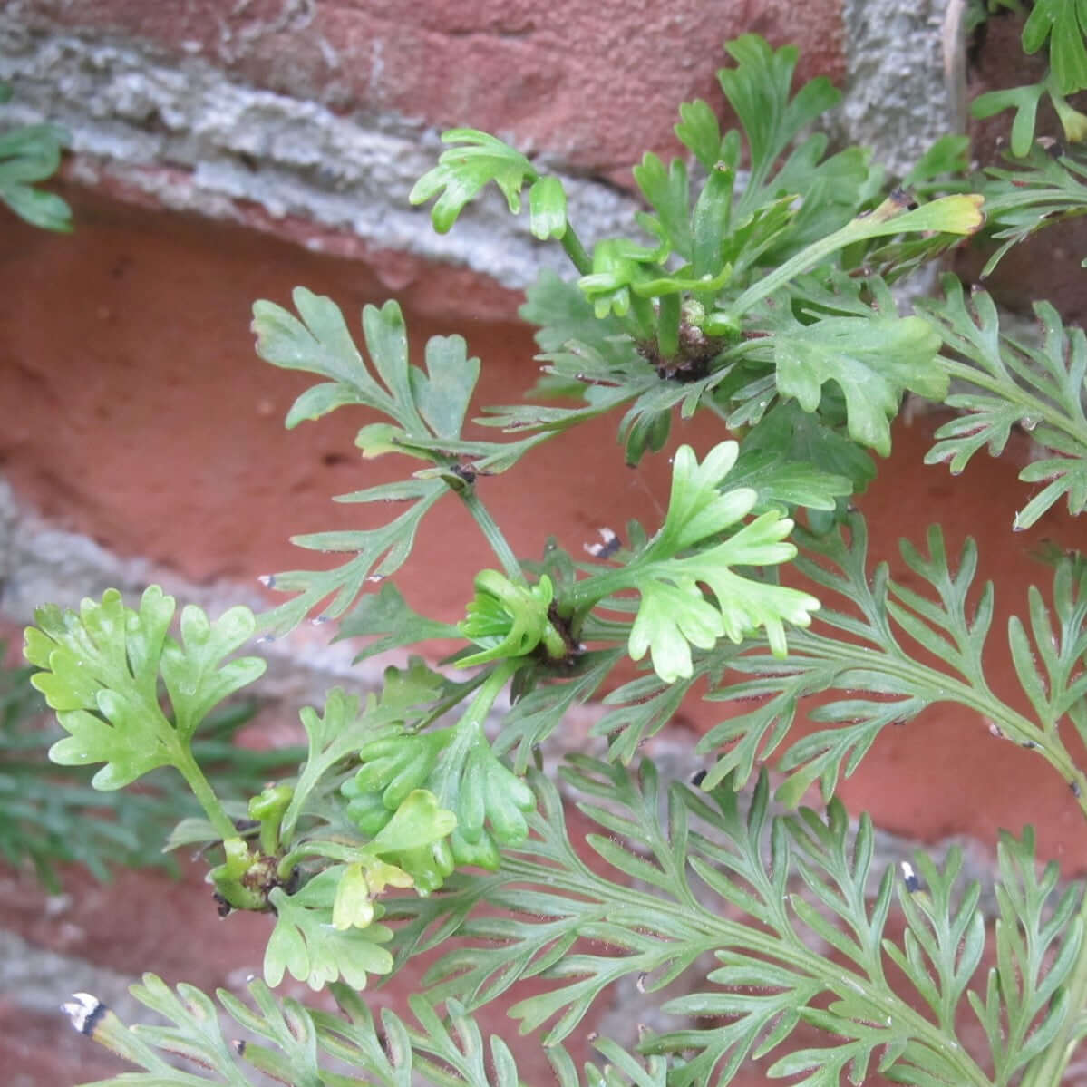 Asplenium bulbiferum