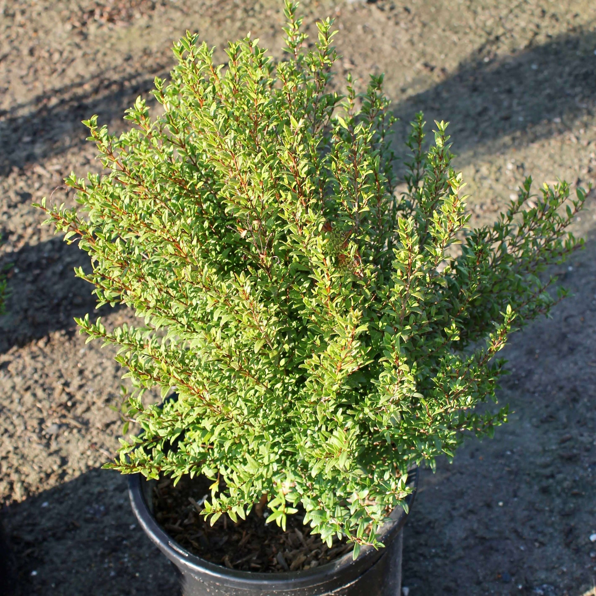 Myrtus communis 'Compacta' (7823952150783)