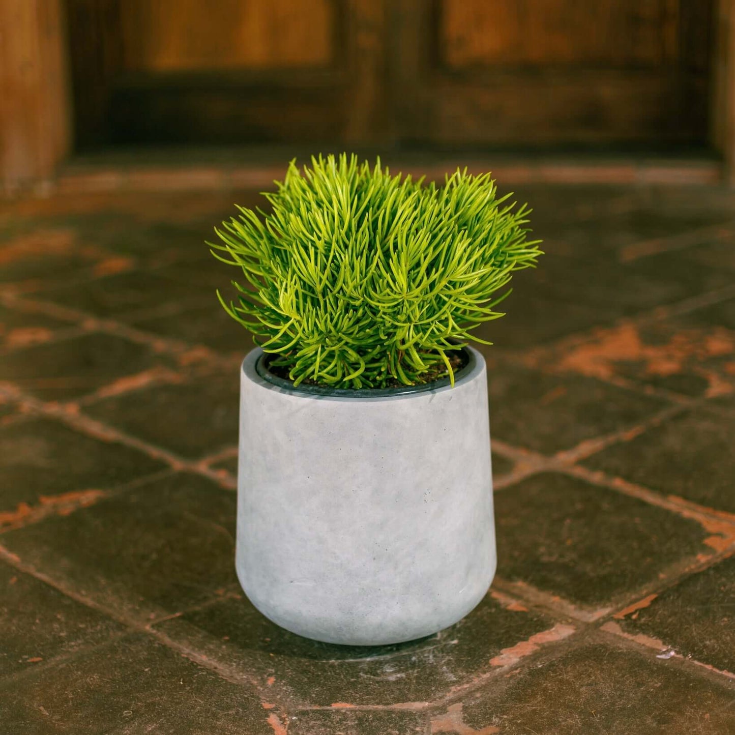 Narrow-Leaf Chalksticks (Senecio vitalis) (7863715266815)