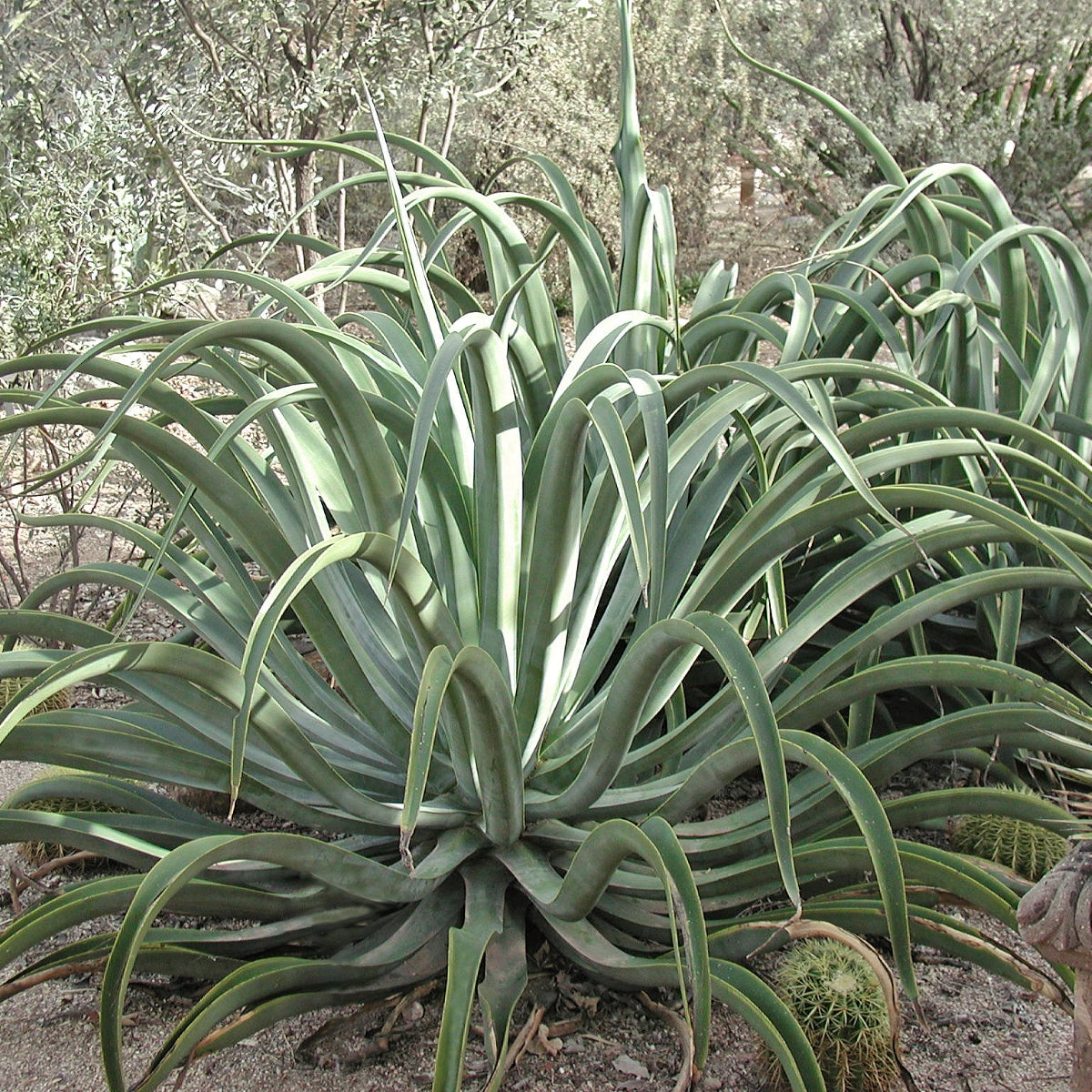 Octopus Agave (7918091075839)