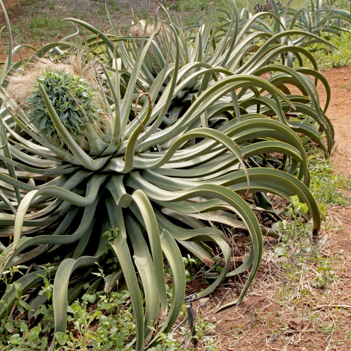 Octopus Agave (7918091075839)