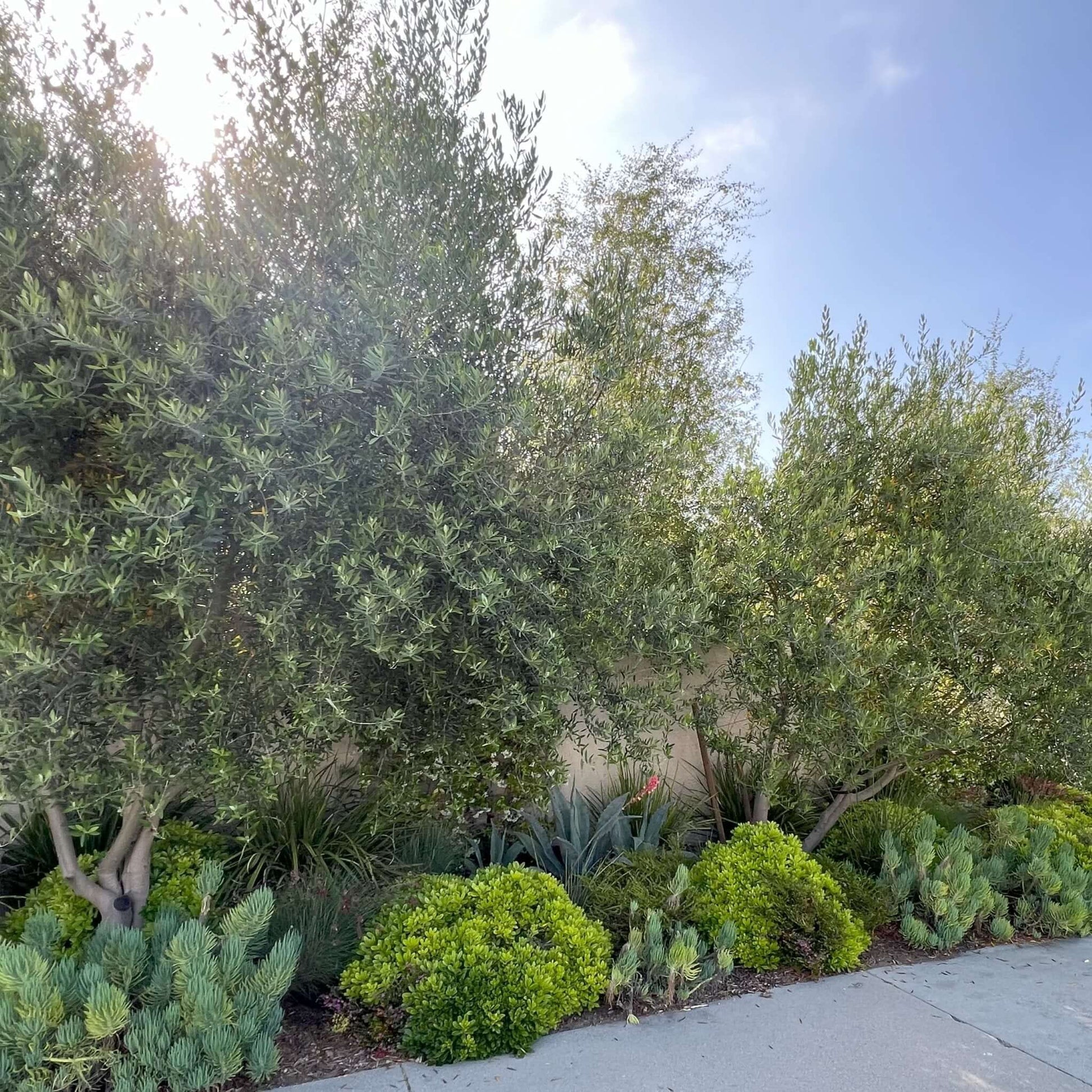 Wilson Fruitless Olive Tree