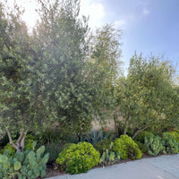 Wilson Fruitless Olive Tree