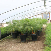 Phoenix roebelenii