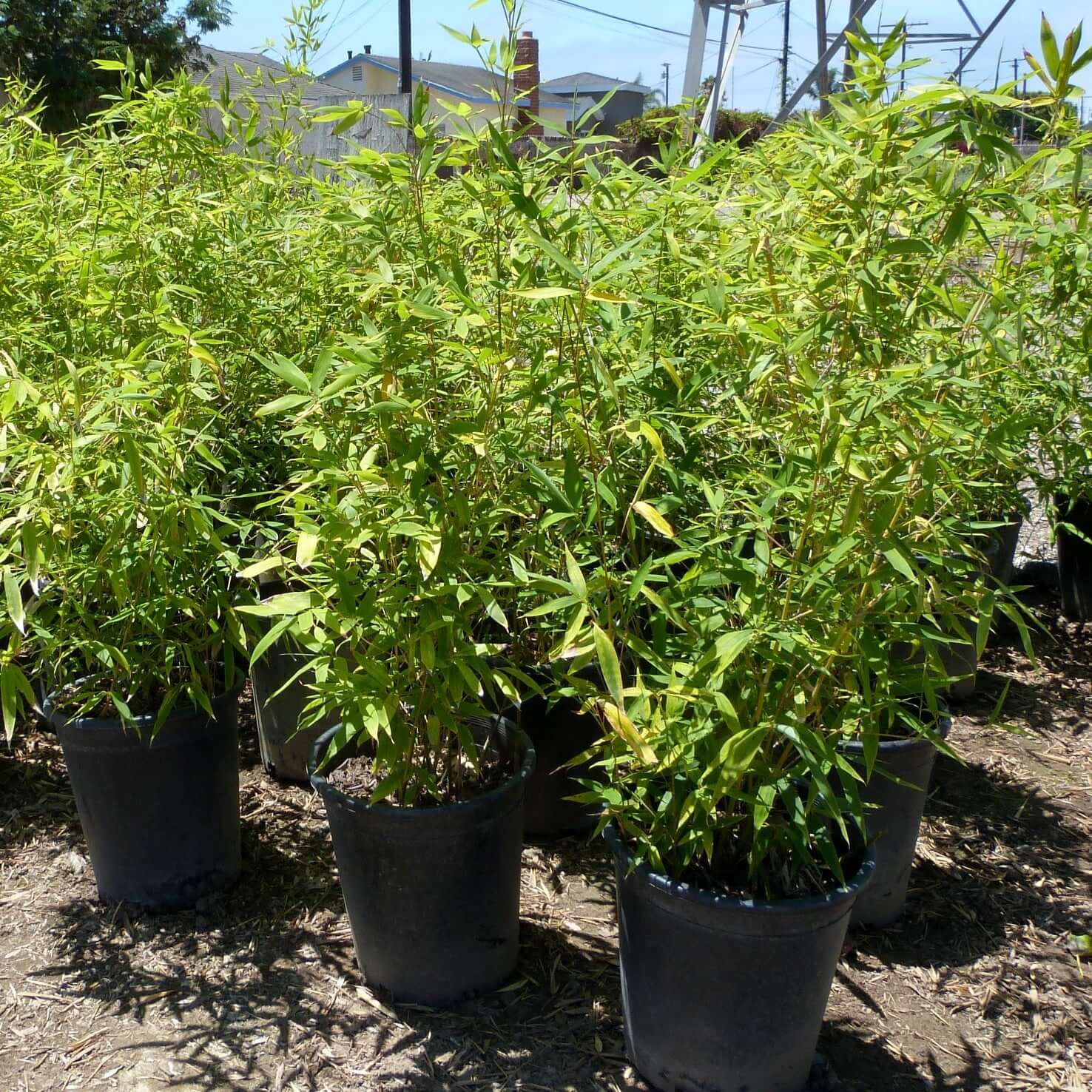 potted bamboo plants 15G Golden Bamboo