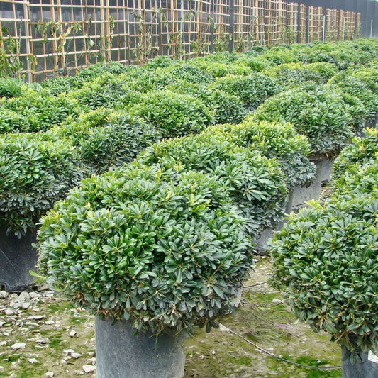 Wheeler's Dwarf Japanese Pittosporum (7823952478463)