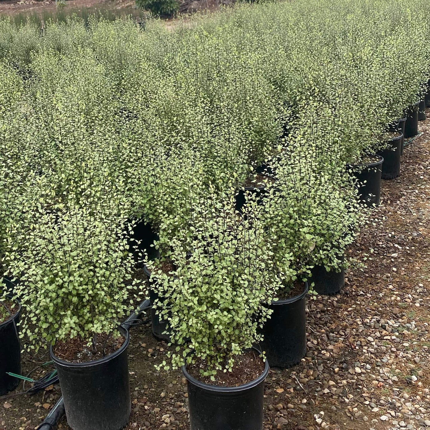 Pittosporum Silver Sheen 5 Gallon Container Size