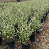Pittosporum Silver Sheen 5 Gallon Container Size