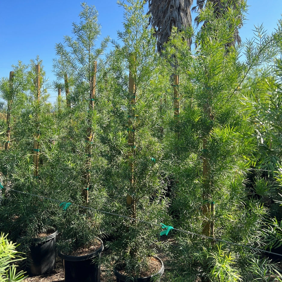 Fern Podocarpus Columns for Privacy Screens | Plants Express