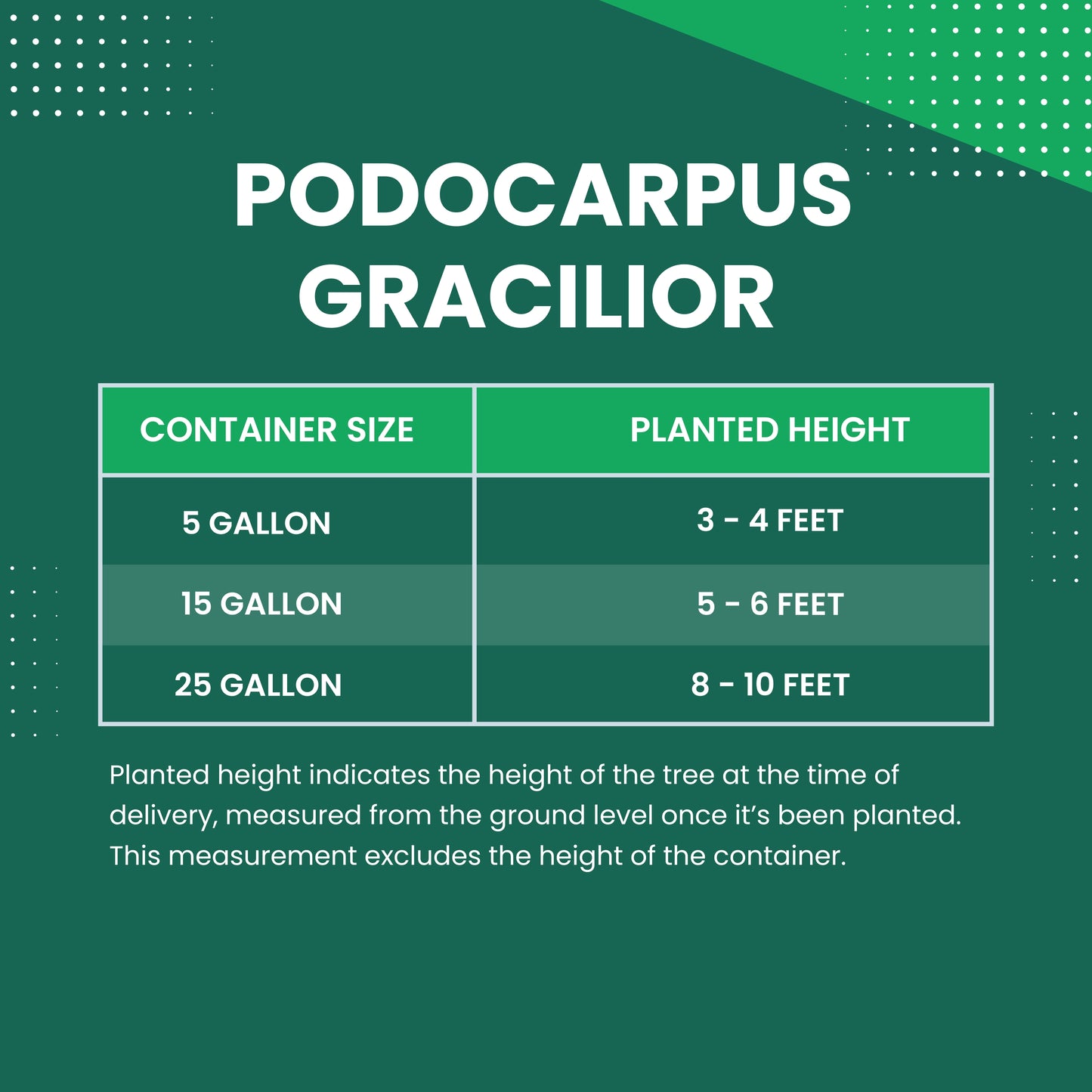 Podocarpus gracilior size chart