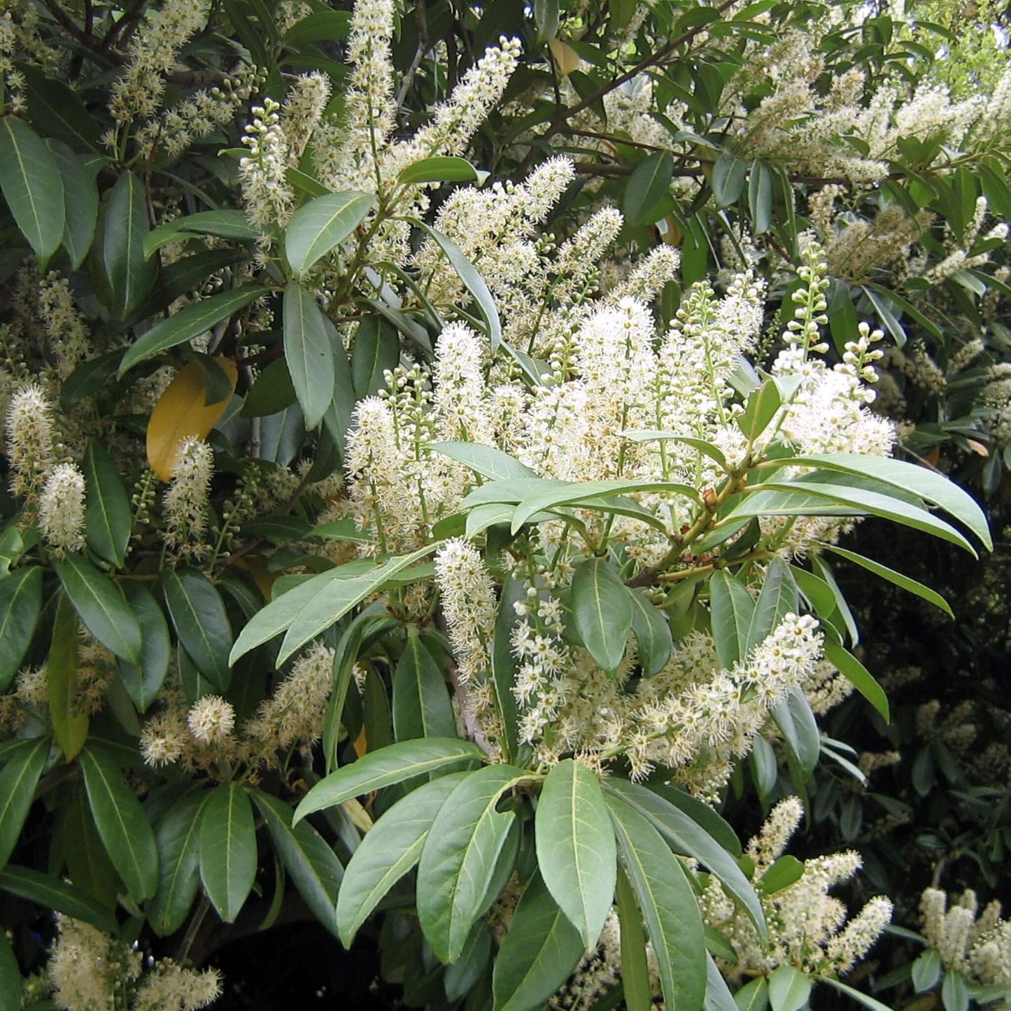 English Laurel, Prunus laurocerasus, Cherry Laurel, white flowers close-up photo