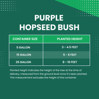 Purple Hopseed Bush Size Chart