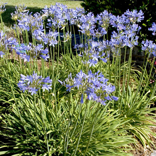 Queen Anne Lily of the Nile (7890076008703)
