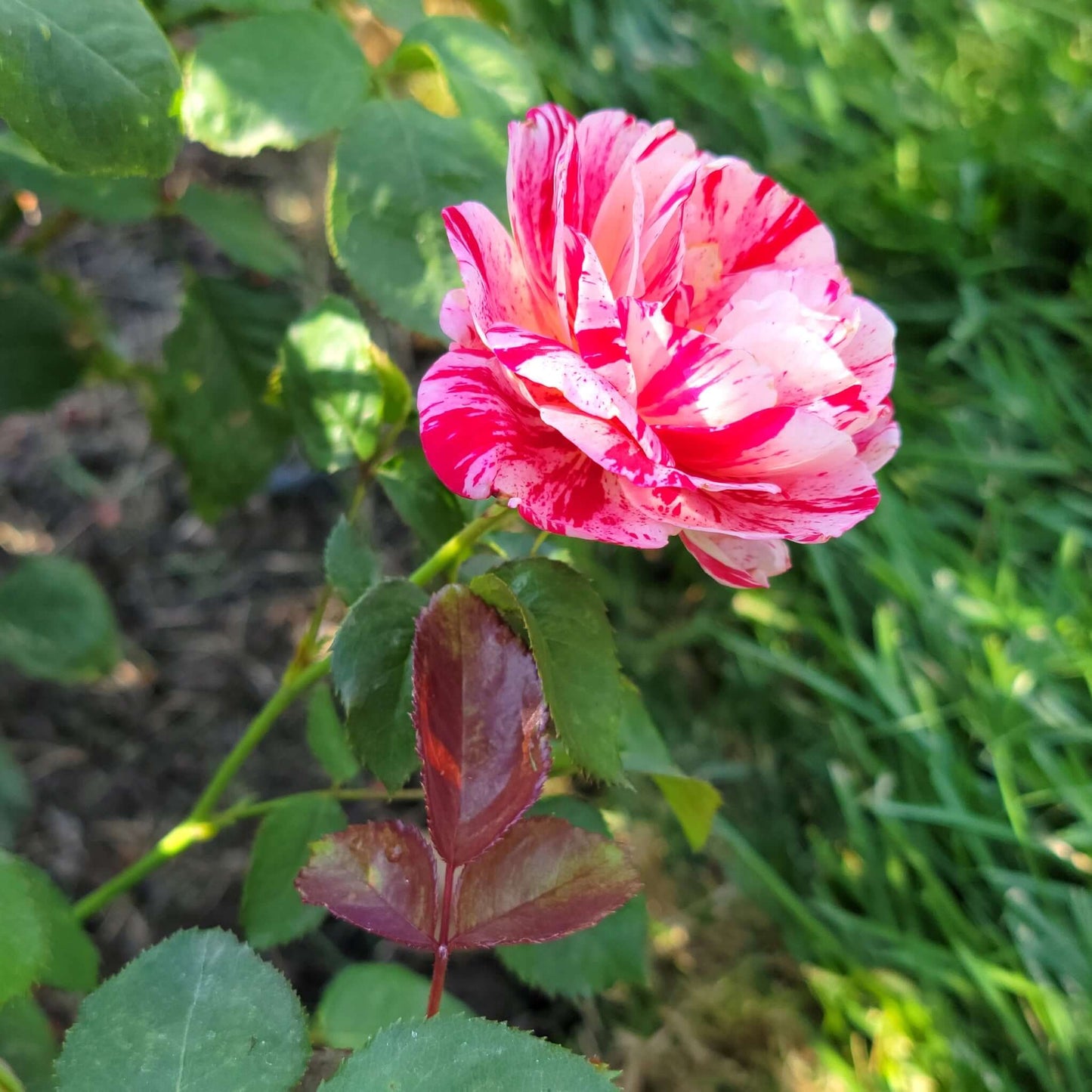 Red and White Rose