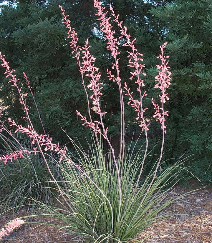 are yucca plants succulents Rosy Pink False Yucca
