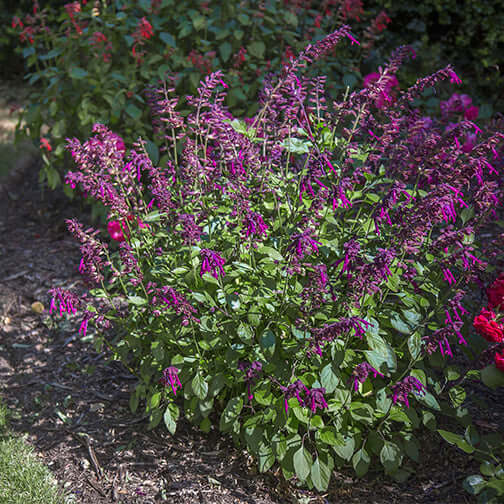 Salvia Love and Wishes