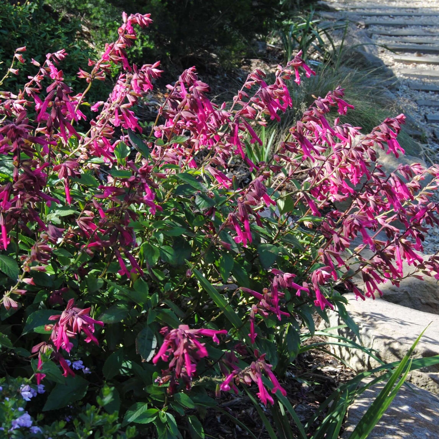 Salvia Wendys Wish (8008372748543)