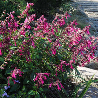 Salvia Wendys Wish (8008372748543)